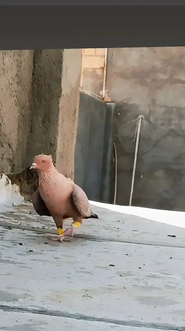 ارشینگل نر فروشی|پرنده|بردسکن, |دیوار