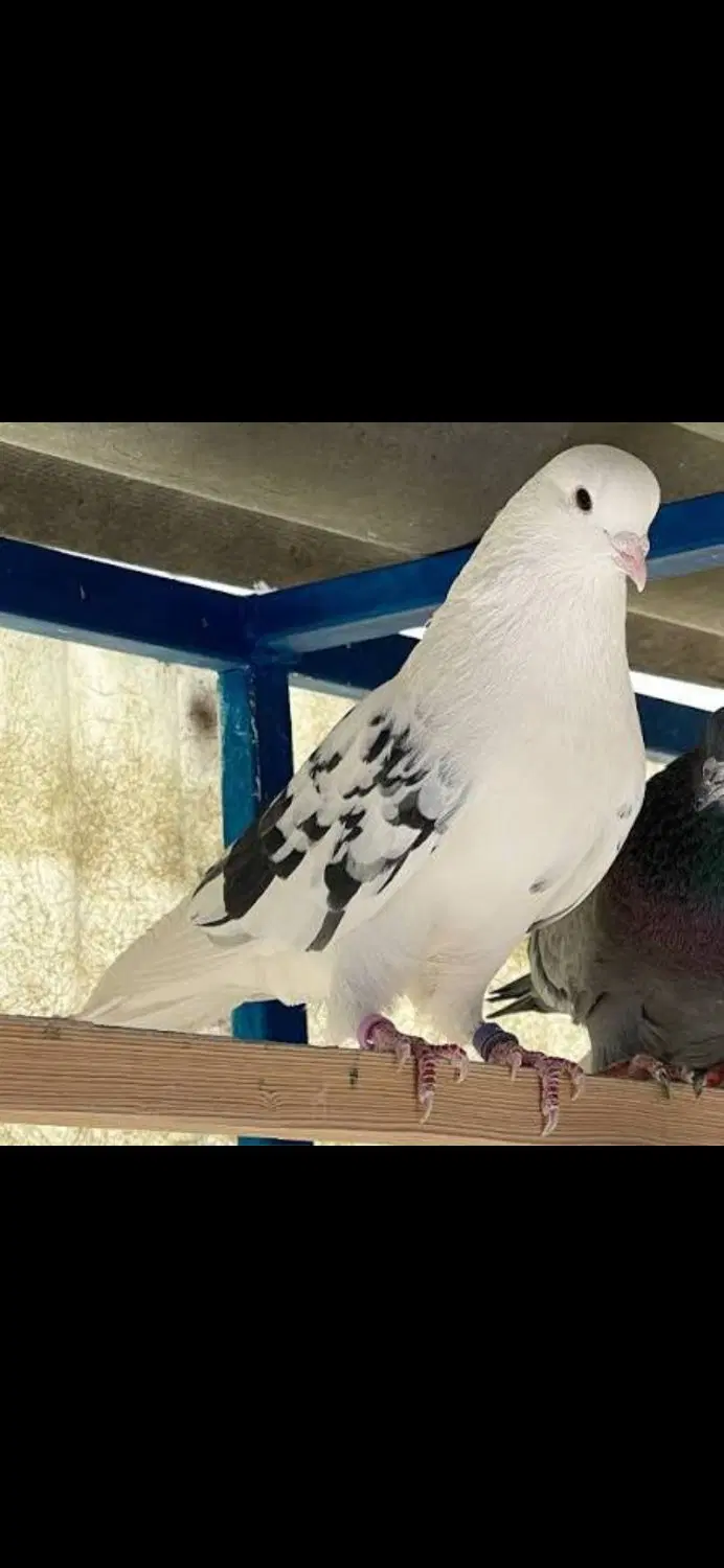 Tabriz Pigeon|پرنده|تبریز, |دیوار