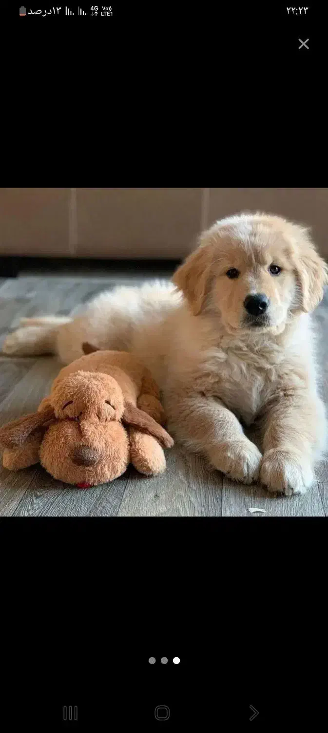 واگذاری سگ گلدن|سگ|اندیشه, اندیشه فاز ۵|دیوار