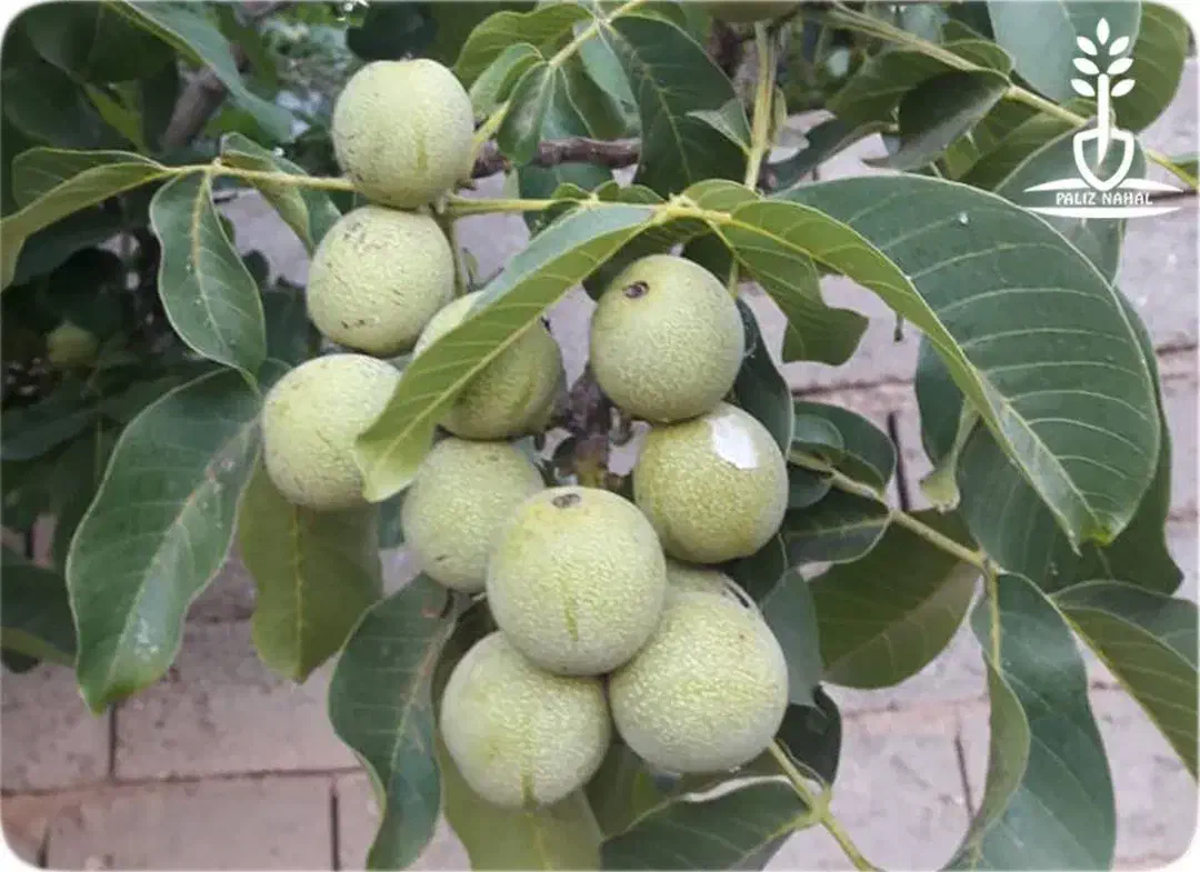 نهالستان پالیز تولید کننده گردو های دیرگل ودوبارگل|خدمات باغبانی و درختکاری|انگوت, |دیوار