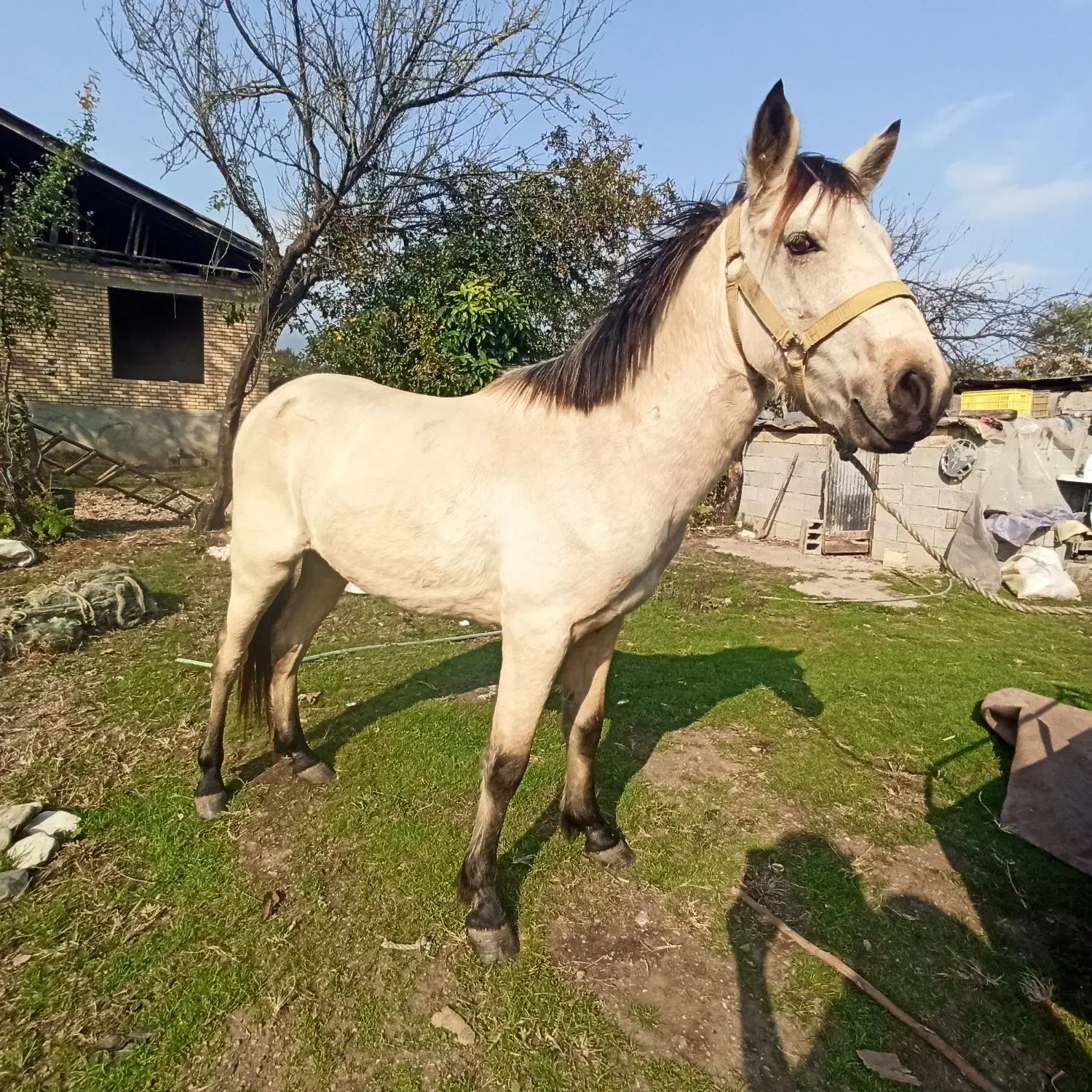 اسب|اسب و تجهیزات اسب‌سواری|تالش, جوکندان|دیوار