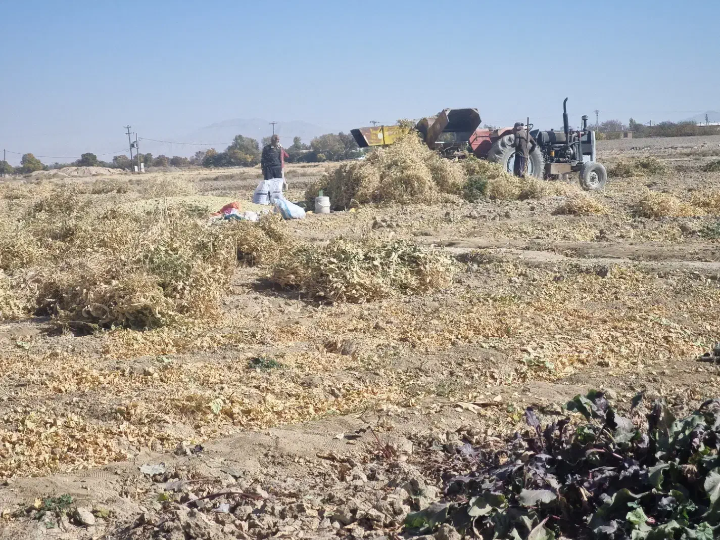 ۱۴۰۰ کیلو کاه لوبیا جهت فروش- گلپایگان|خدمات باغبانی و درختکاری|گلپایگان, |دیوار