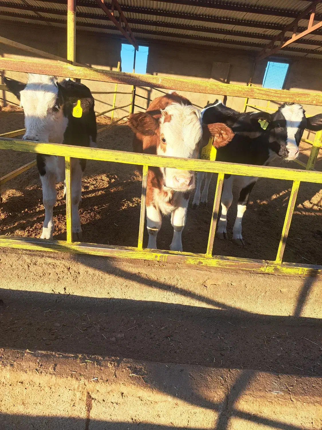 گوساله از گاوداری تلیسه درجه یک|حیوانات مزرعه|سبزوار, قصبه شرقی|دیوار