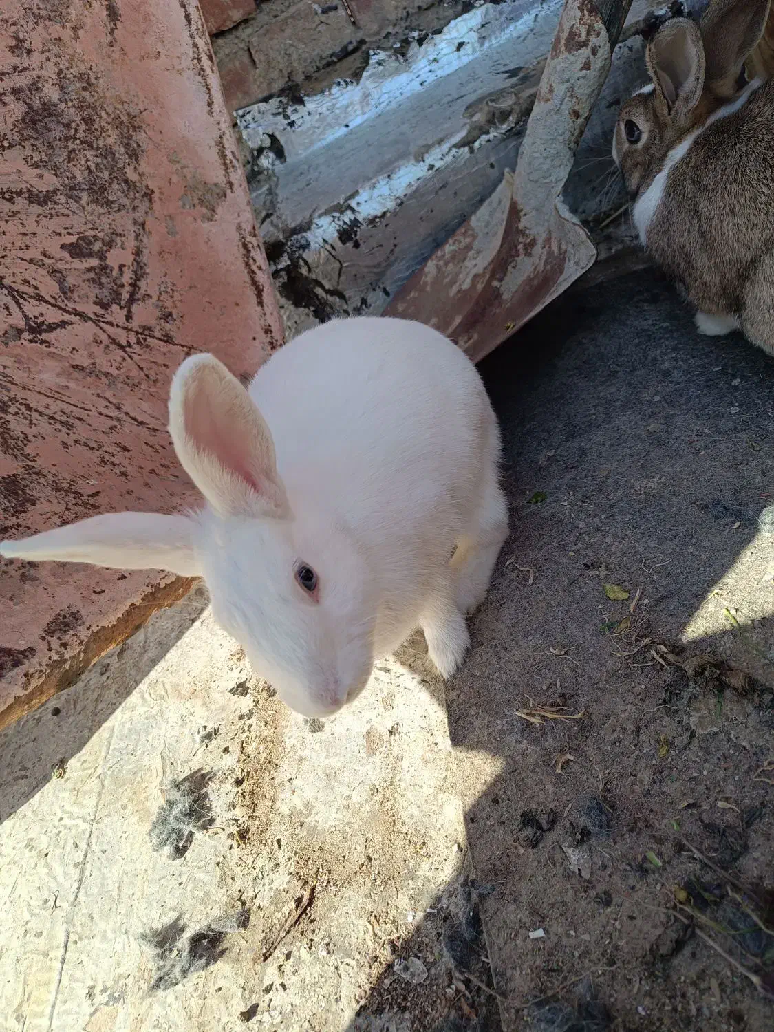 خرگوش|موش و خرگوش|مهاباد (آذربایجان غربی), |دیوار