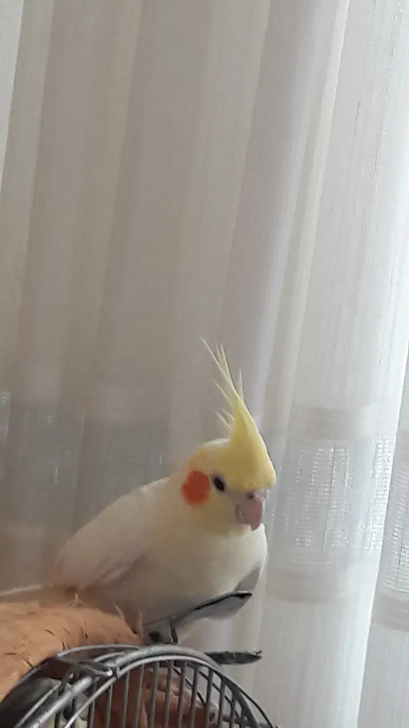 عروس هلندی مولدوتازدانخور وسرلاکی|پرنده|اصفهان, سرشبادران|دیوار