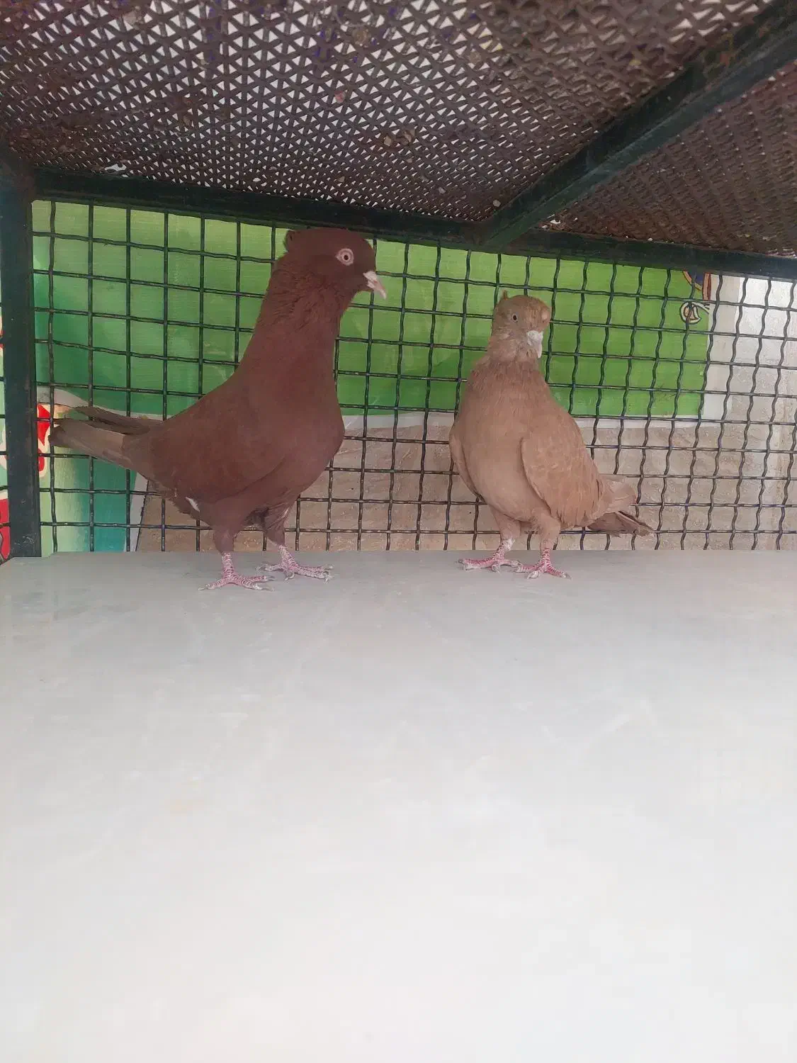 کبوتر|پرنده|خرامه, |دیوار