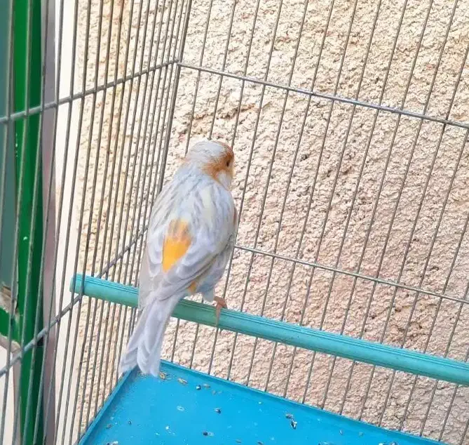 قناری نقره ای نرمست شلاقی .انگشتر.سهره.عروس هلندی|پرنده|کرمانشاه, |دیوار