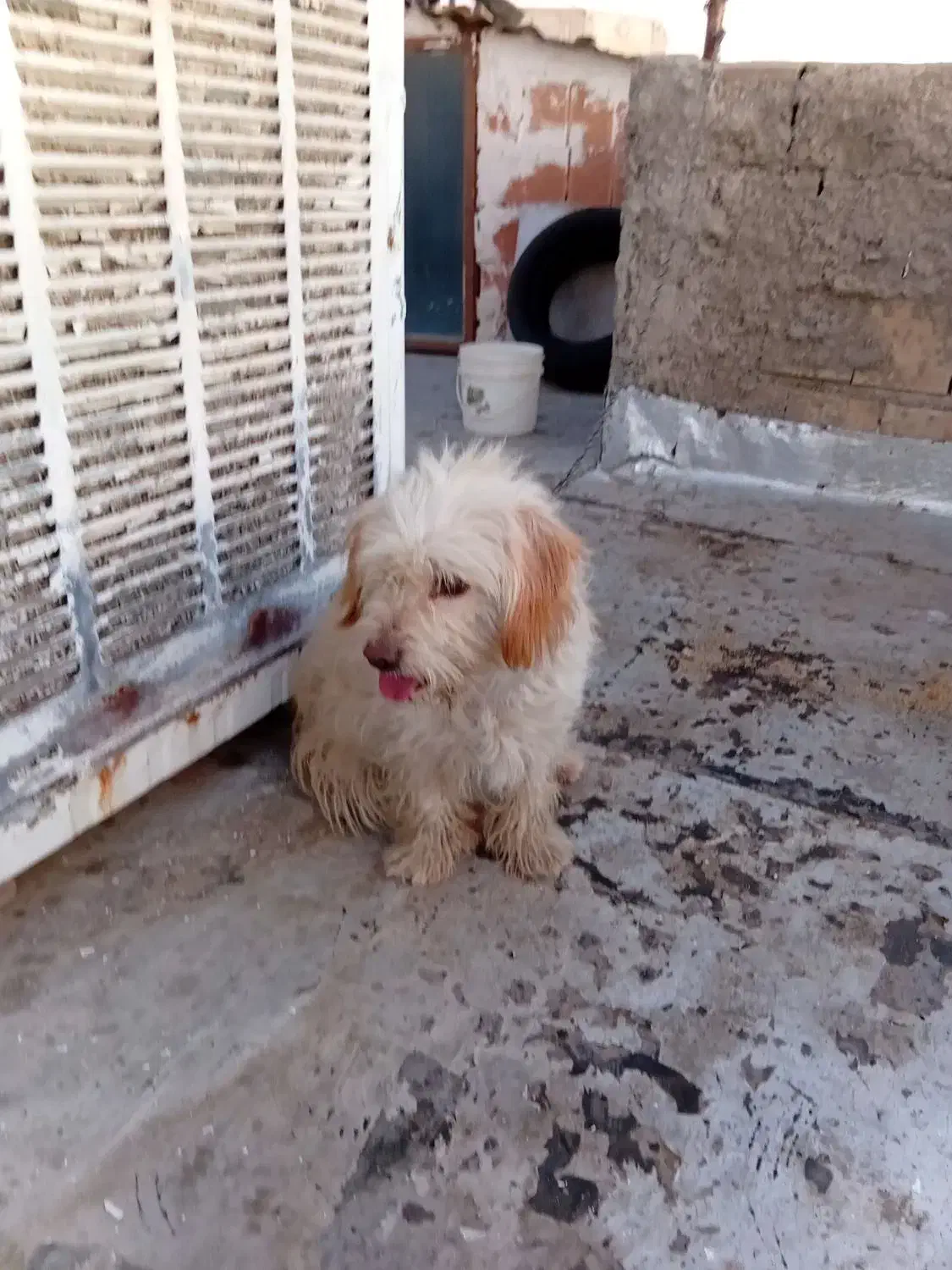 سگ پا کوتاه|سگ|هشتگرد, ینگی امام|دیوار