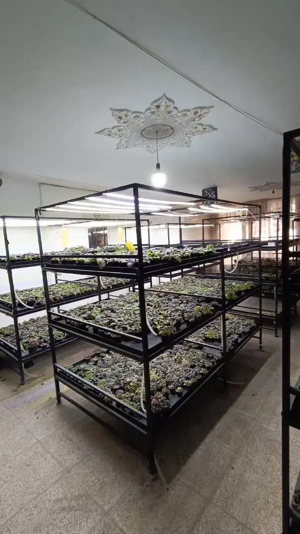 قفسه گل و گیاه / قارچ|فروشگاه و مغازه|برخوار, |دیوار