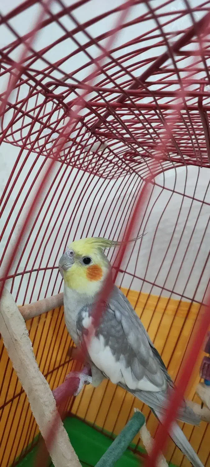 عروس هلندی|پرنده|پاکدشت, حصار امیر|دیوار