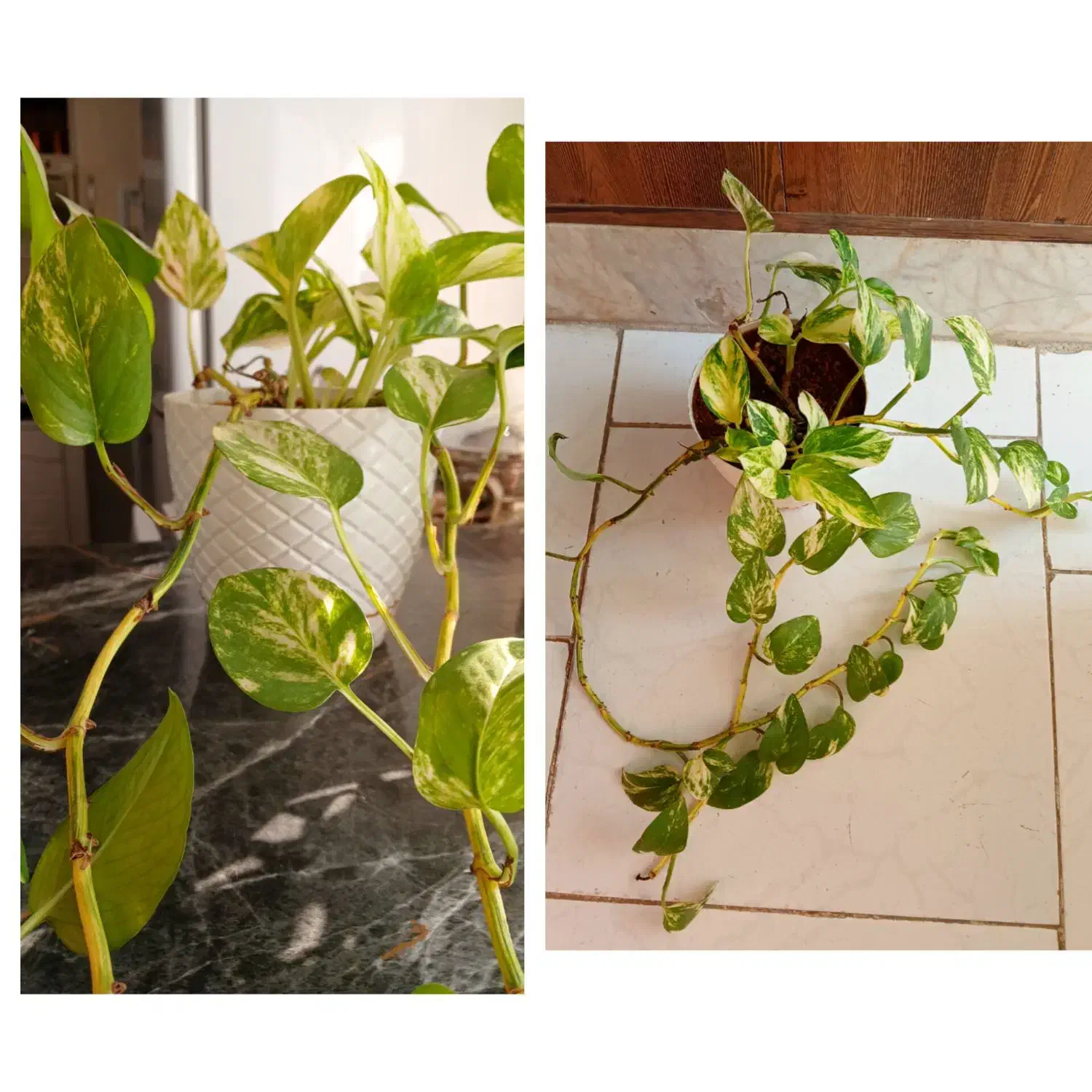 گل های طبیعی|گل و گیاه طبیعی|نیشابور, شریعتی|دیوار