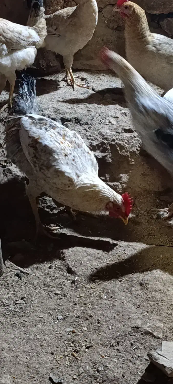 خروس محلی اصل بدون حتی دارو یا واکسن|حیوانات مزرعه|دوگنبدان, |دیوار