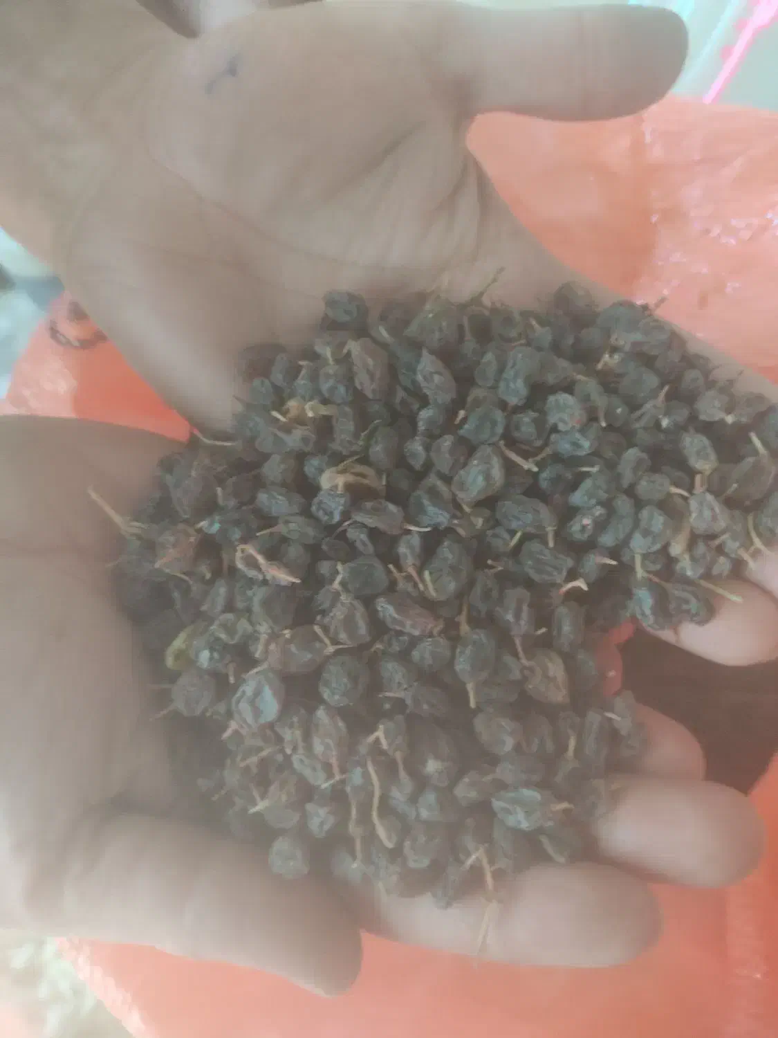 کشمش بیدانه افتابی|عمدهفروشی|ساوه, |دیوار