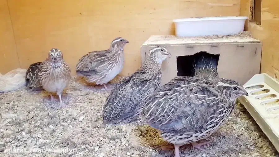 بلدرچین وتخم بلدرچین|حیوانات مزرعه|سیاهکل, |دیوار