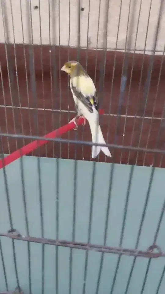 قناری نر|پرنده|اردبیل, |دیوار