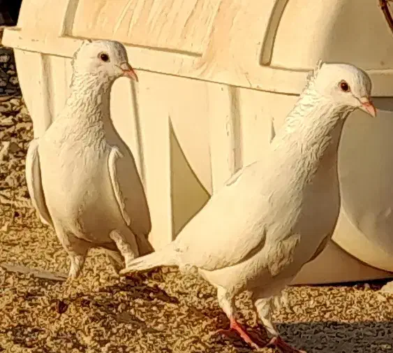 طوقی و سفید|پرنده|بندر دیر, |دیوار