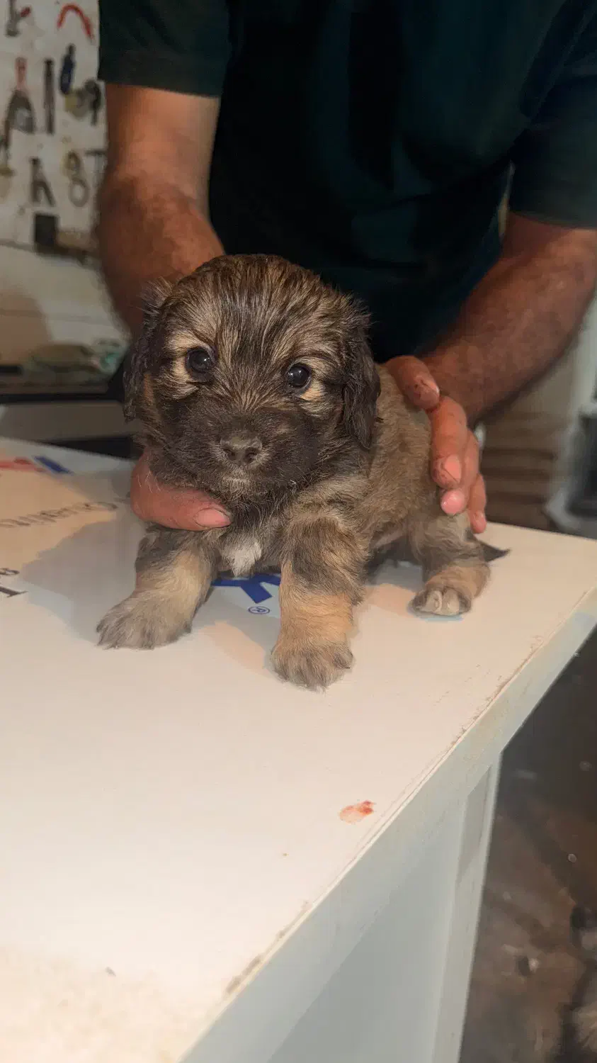 واگذاری|سگ|کرج, شهرک بنفشه|دیوار