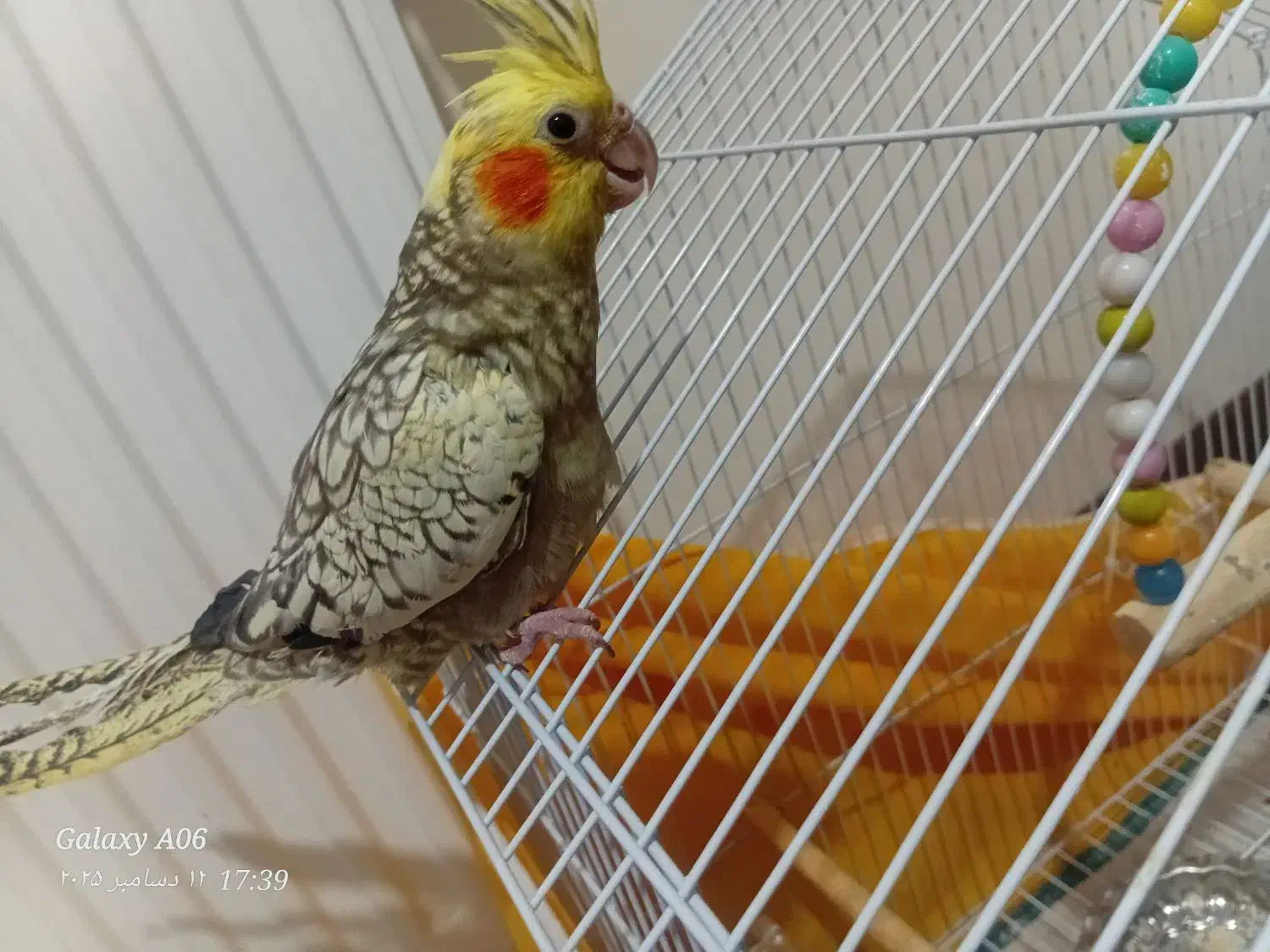 دوعدد عروس به همراه جوجه|پرنده|خوانسار, |دیوار