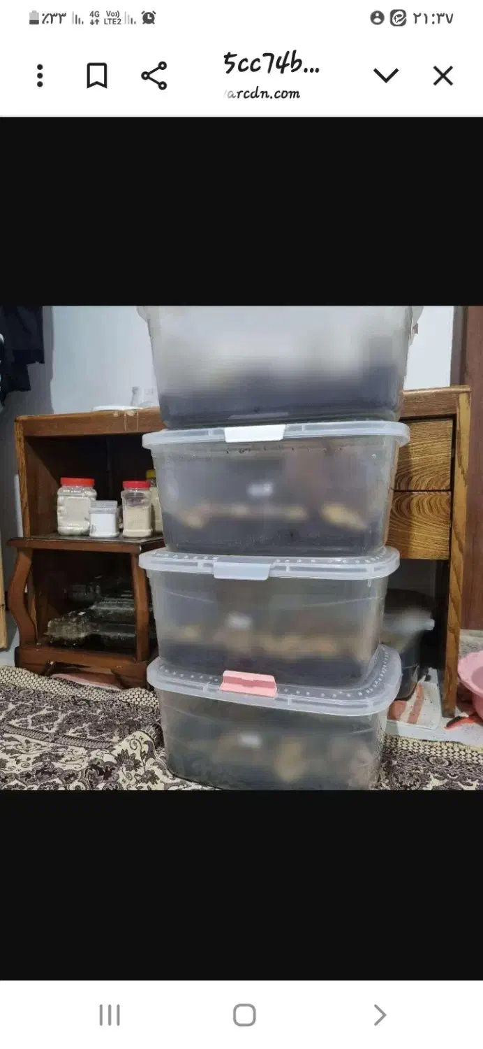 فروش حلزون|خزنده|تهران, شیخ هادی|دیوار