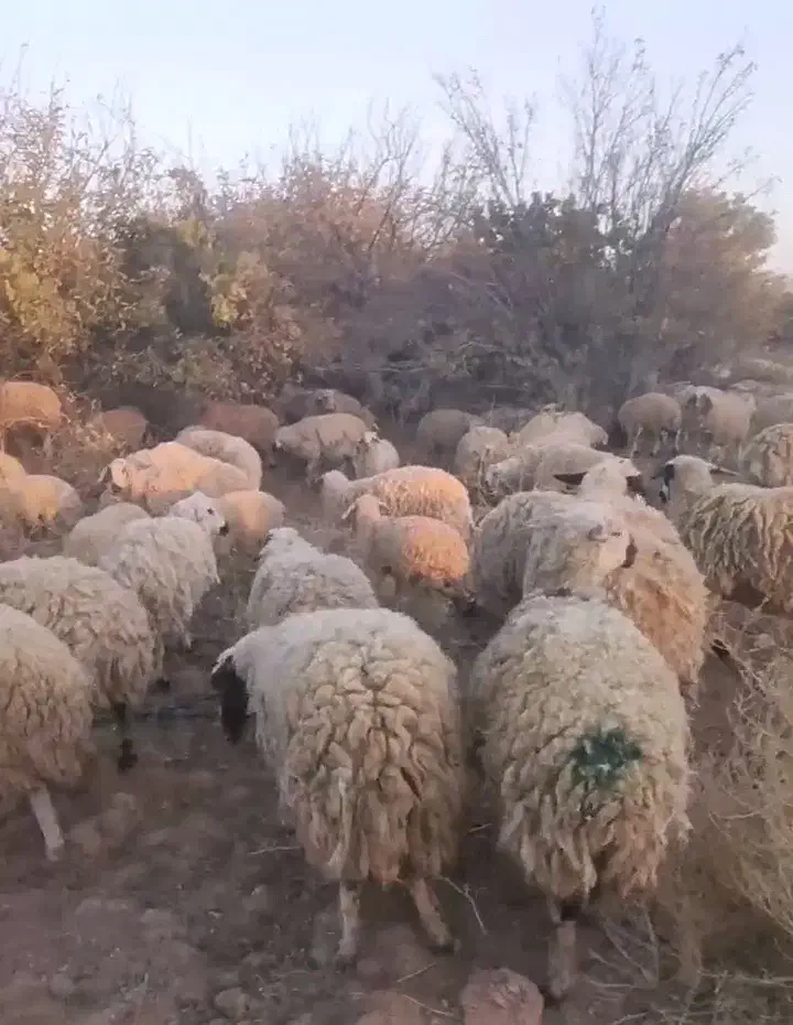 گوسفند میش و بزغاله|حیوانات مزرعه|میمه, |دیوار