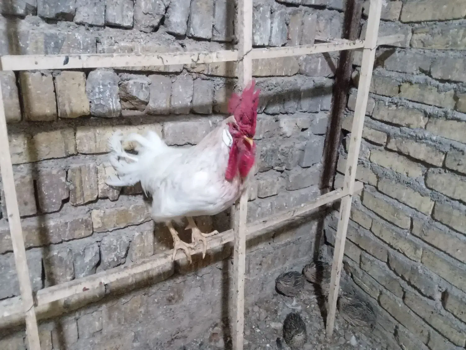 مرغ و خروس|حیوانات مزرعه|آبگرم, |دیوار