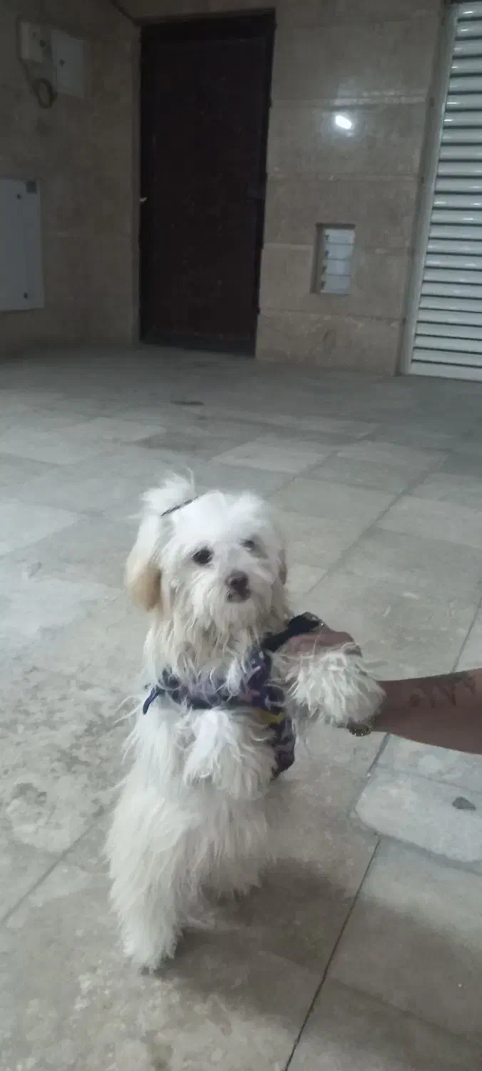 فروش فوری قیمت ۴|سگ|قم, ناصردیوان|دیوار