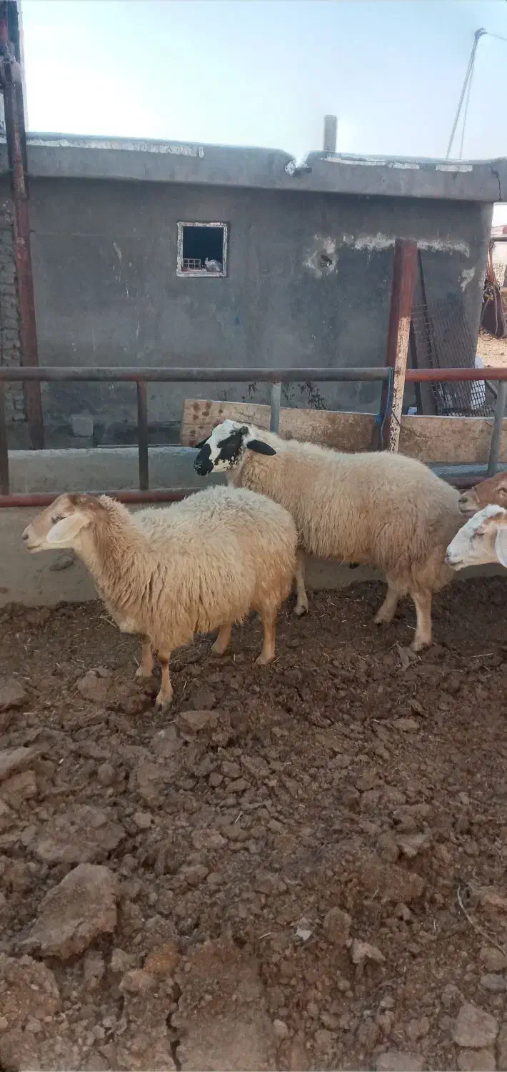 ۵عدد گوسفند دامازدیخ|حیوانات مزرعه|ارشق, |دیوار