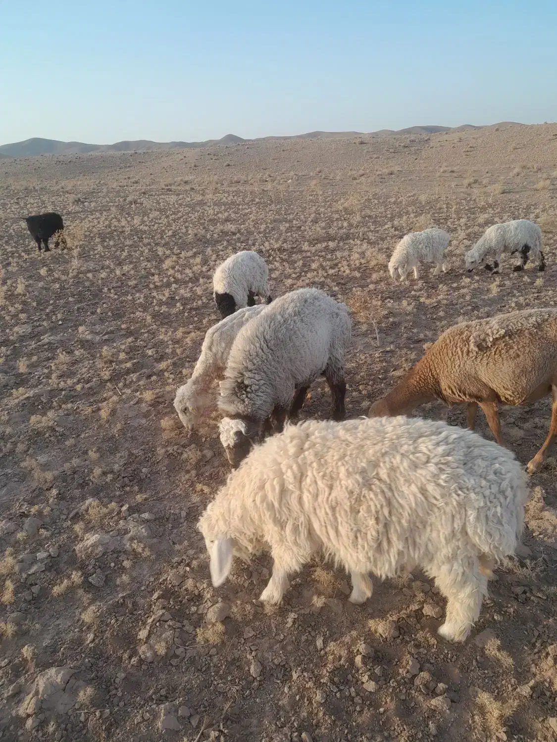 گوسفند|حیوانات مزرعه|سربیشه, |دیوار