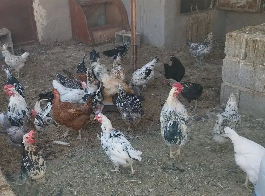 مرغ و خروس گلین ومرغ کرک و بوقلمون|حیوانات مزرعه|شیراز, علی آباد|دیوار