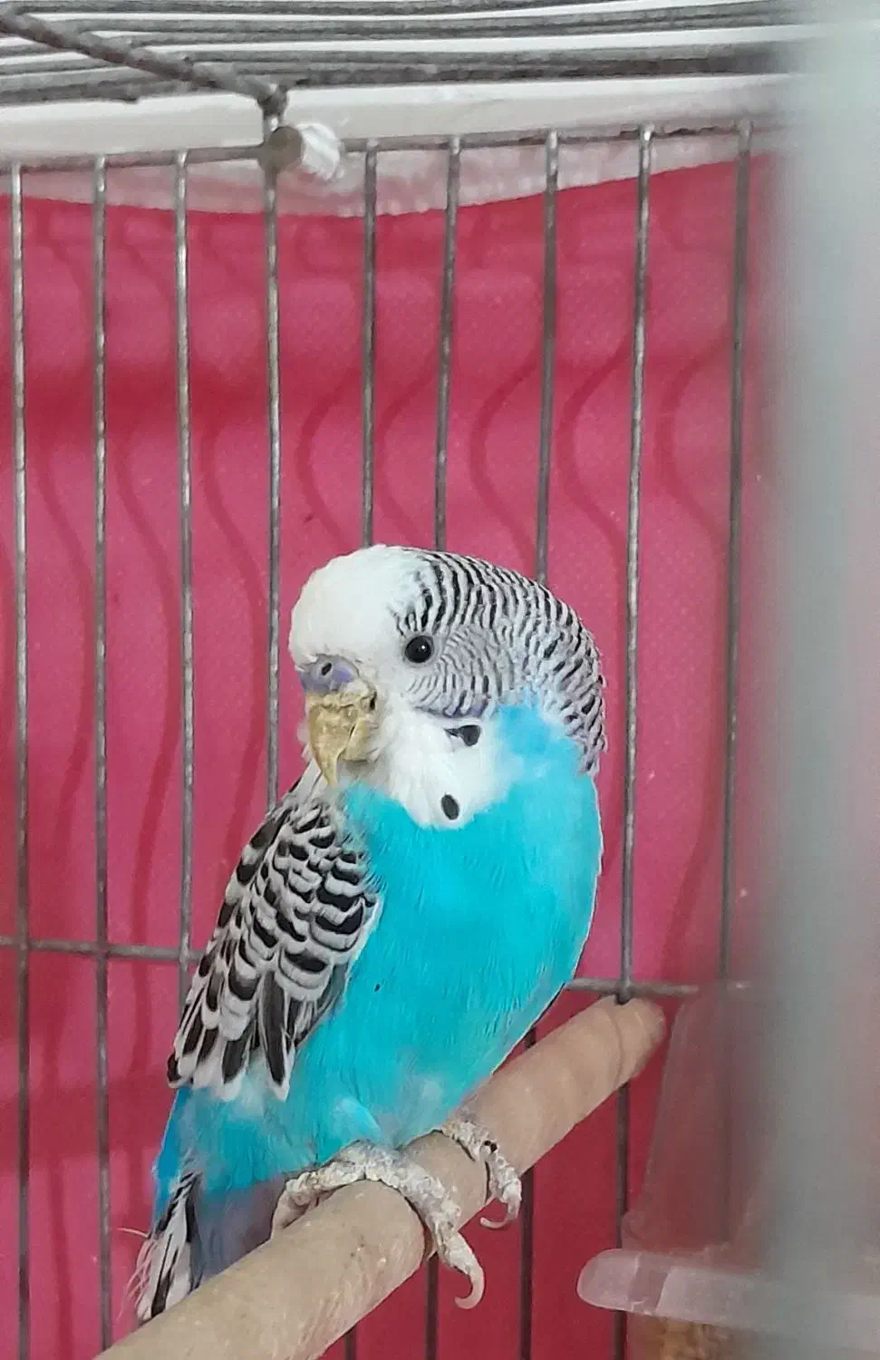 مرغ عشق نر|پرنده|لنجان, |دیوار