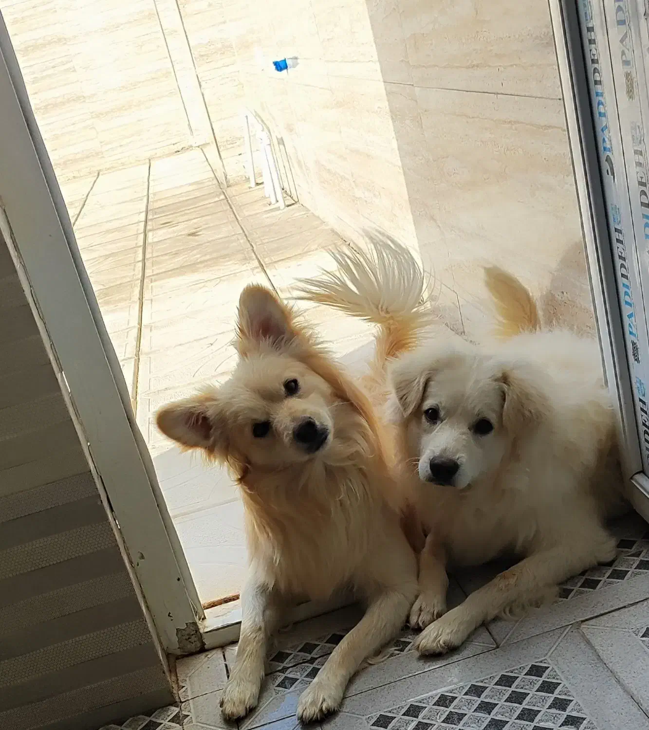 واگذاری سگ اشپیتز|سگ|سیرجان, |دیوار