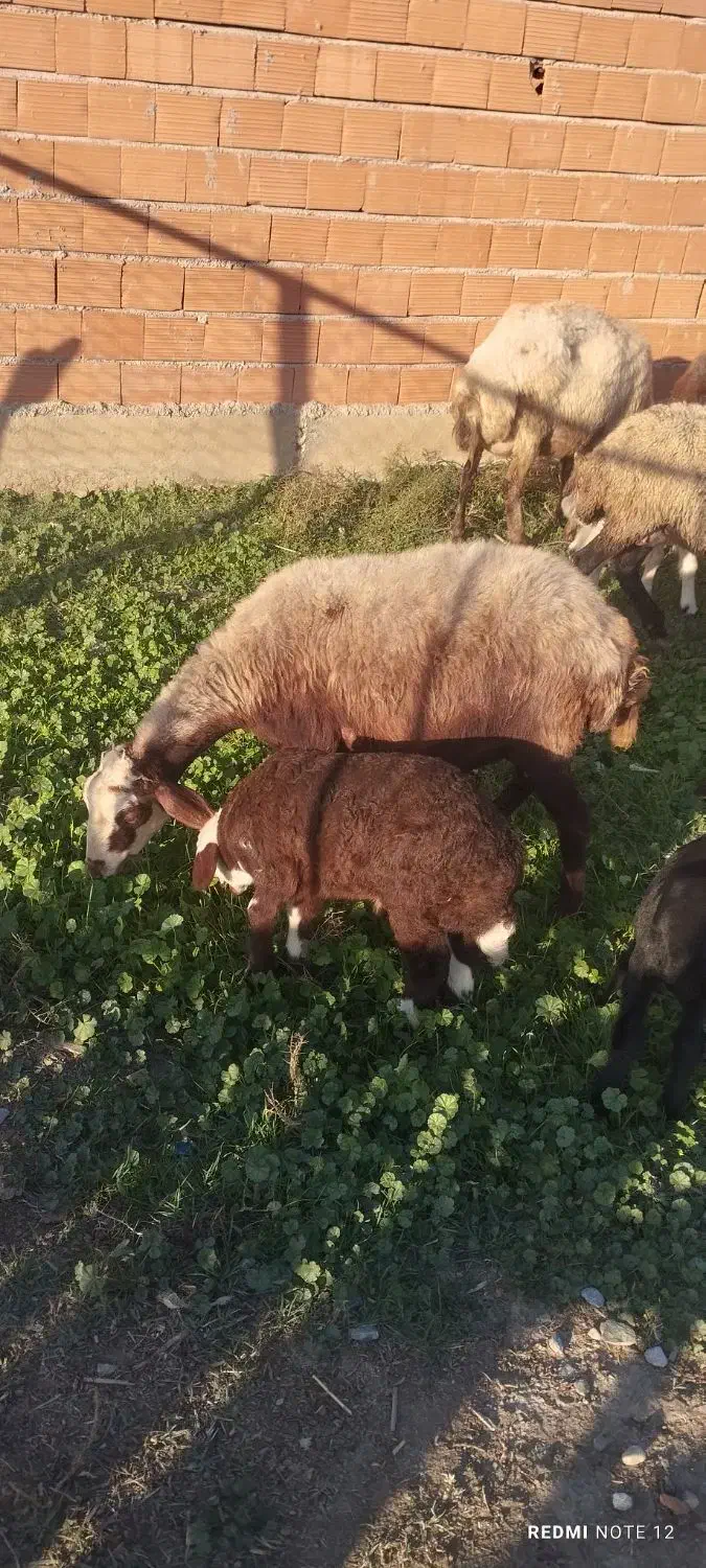 گوسفند|حیوانات مزرعه|سیمین شهر, |دیوار