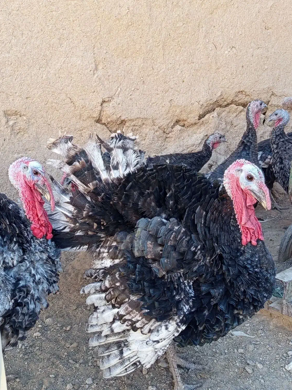 بوقلمون|حیوانات مزرعه|میلاجرد, |دیوار