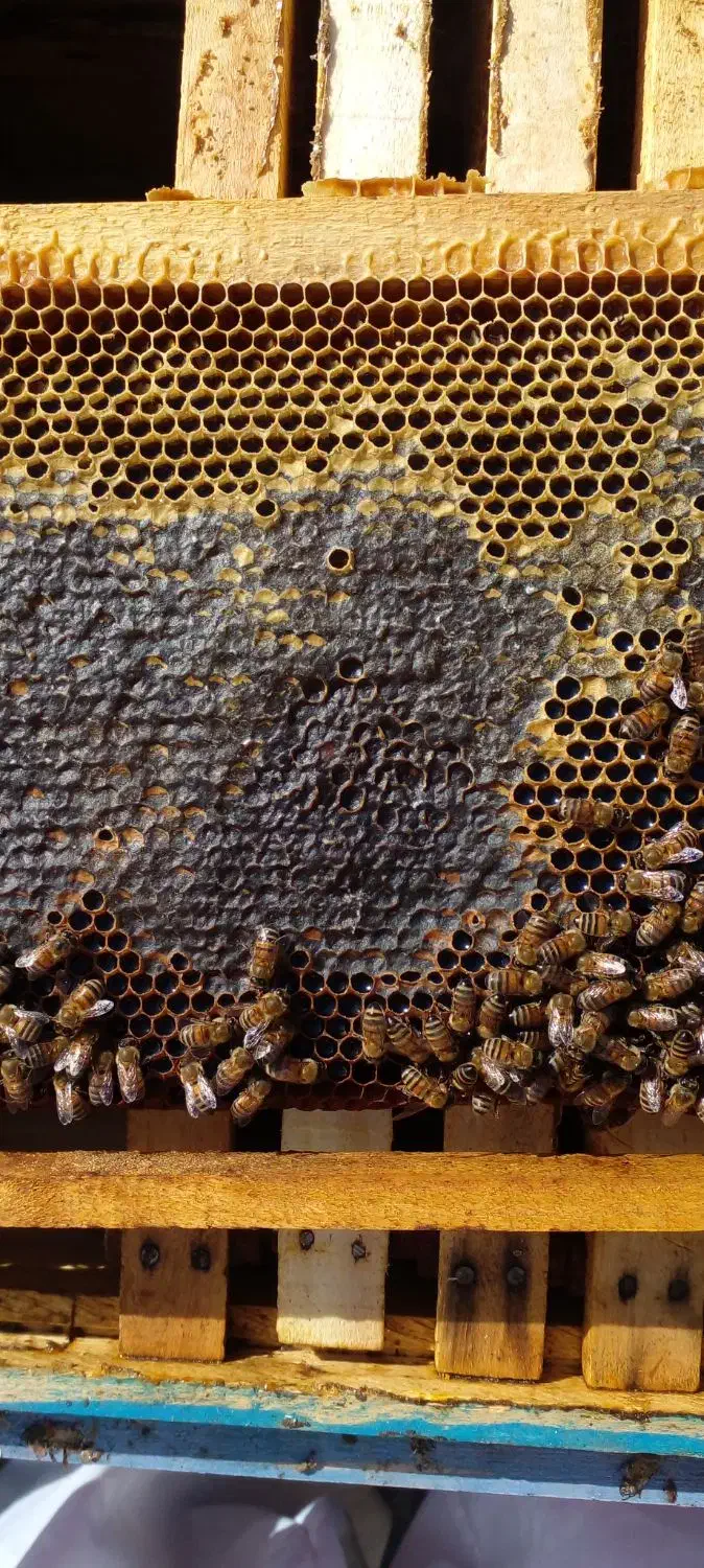 کندوی فروشی|حیوانات مزرعه|مشهد, احمدآباد|دیوار