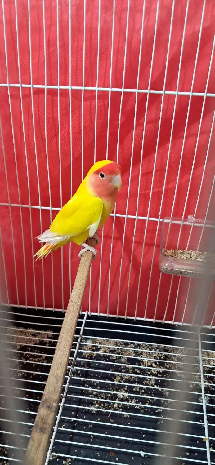 فروش فوری طوطی برزیلی(کوتوله برزیلی)|پرنده|قائم‌شهر, |دیوار