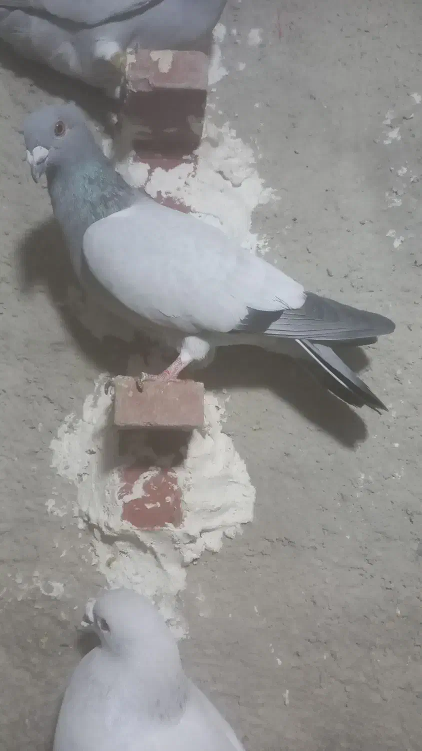 بی خط ماده|پرنده|کوه چنار, |دیوار