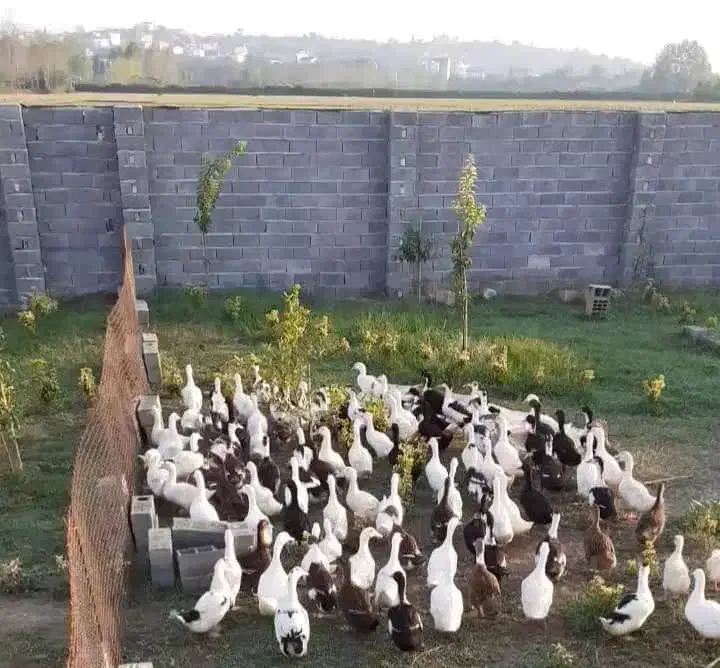 اردک محلی|حیوانات مزرعه|رشت, منظریه|دیوار