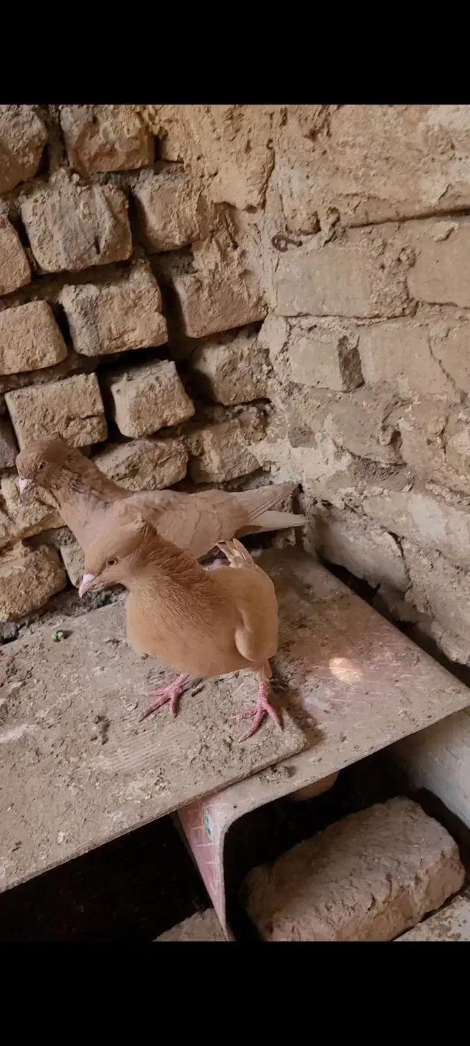 کبوتر دم سفید|پرنده|خلیل آباد, |دیوار