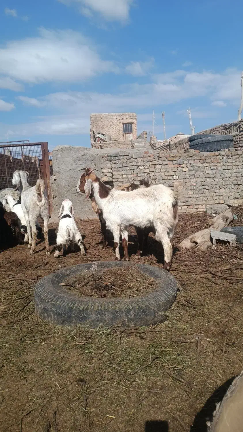 بز زاییده|حیوانات مزرعه|سبزوار, قصبه غربی|دیوار