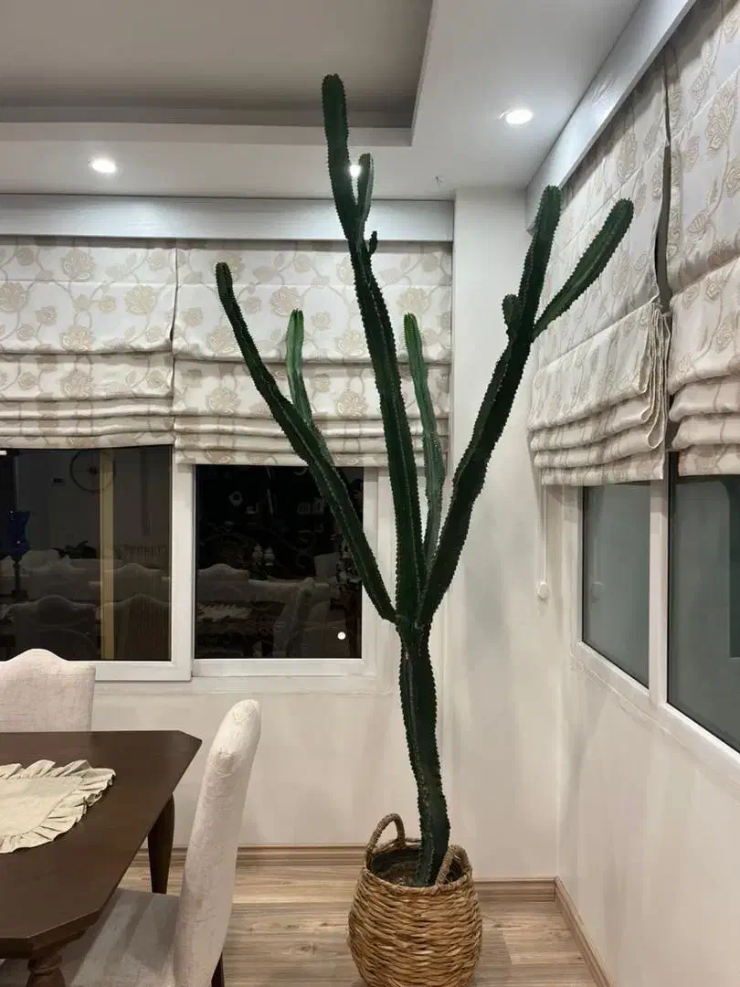 کاکتوس افوربیا|گل و گیاه طبیعی|کرج, فاز ۱ مهرشهر|دیوار