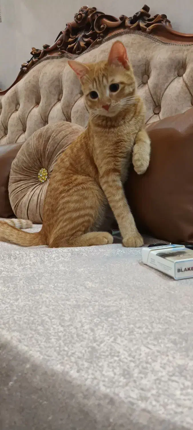 واگذاری گربه|گربه|اسلامشهر, شهرک سالور|دیوار