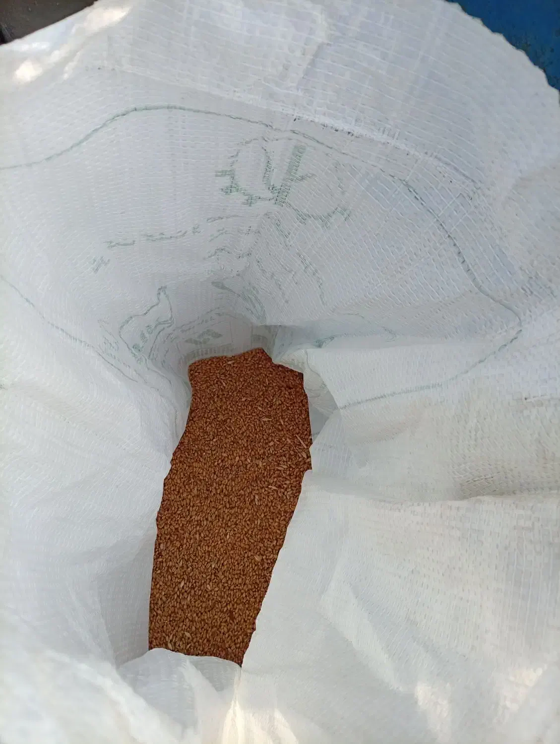 بذر گندم آرامش|گل و گیاه طبیعی|پارس‌آباد, |دیوار