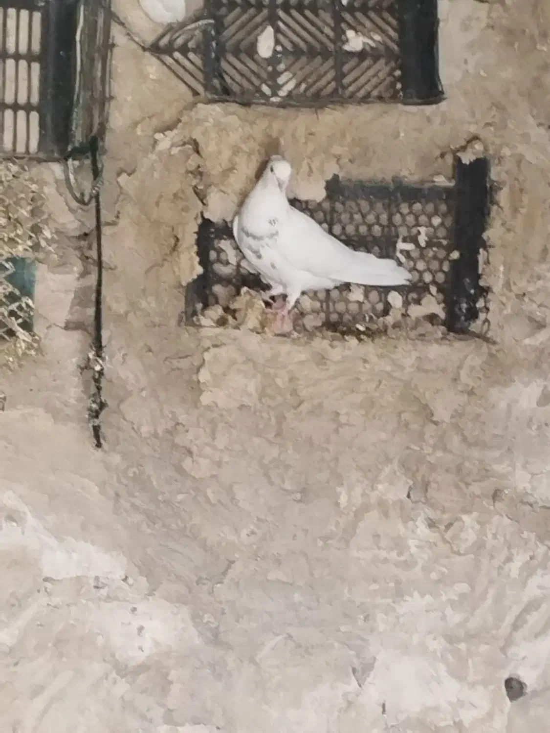 طوق الماسی ماده|پرنده|چرام, |دیوار