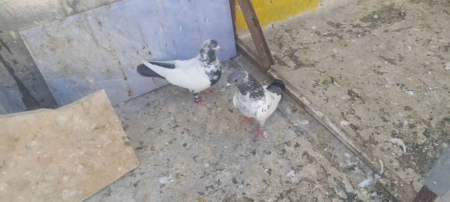 سه عدد کبوتر|پرنده|کبودرآهنگ, |دیوار