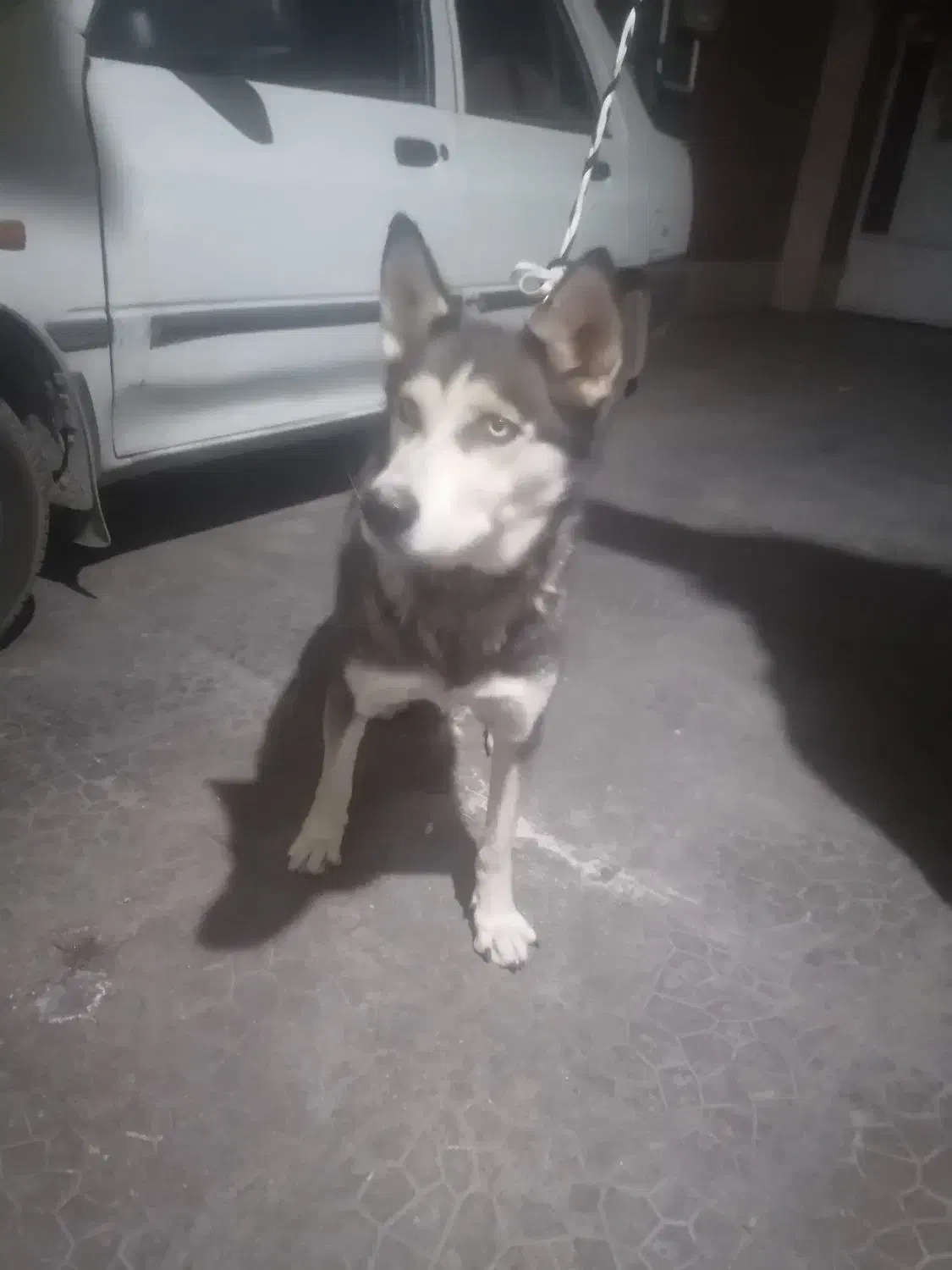 واگذاری. هاسکی زیباوباهوش. ویک اشپیتز واقعابازیگوش|سگ|کرمان, |دیوار