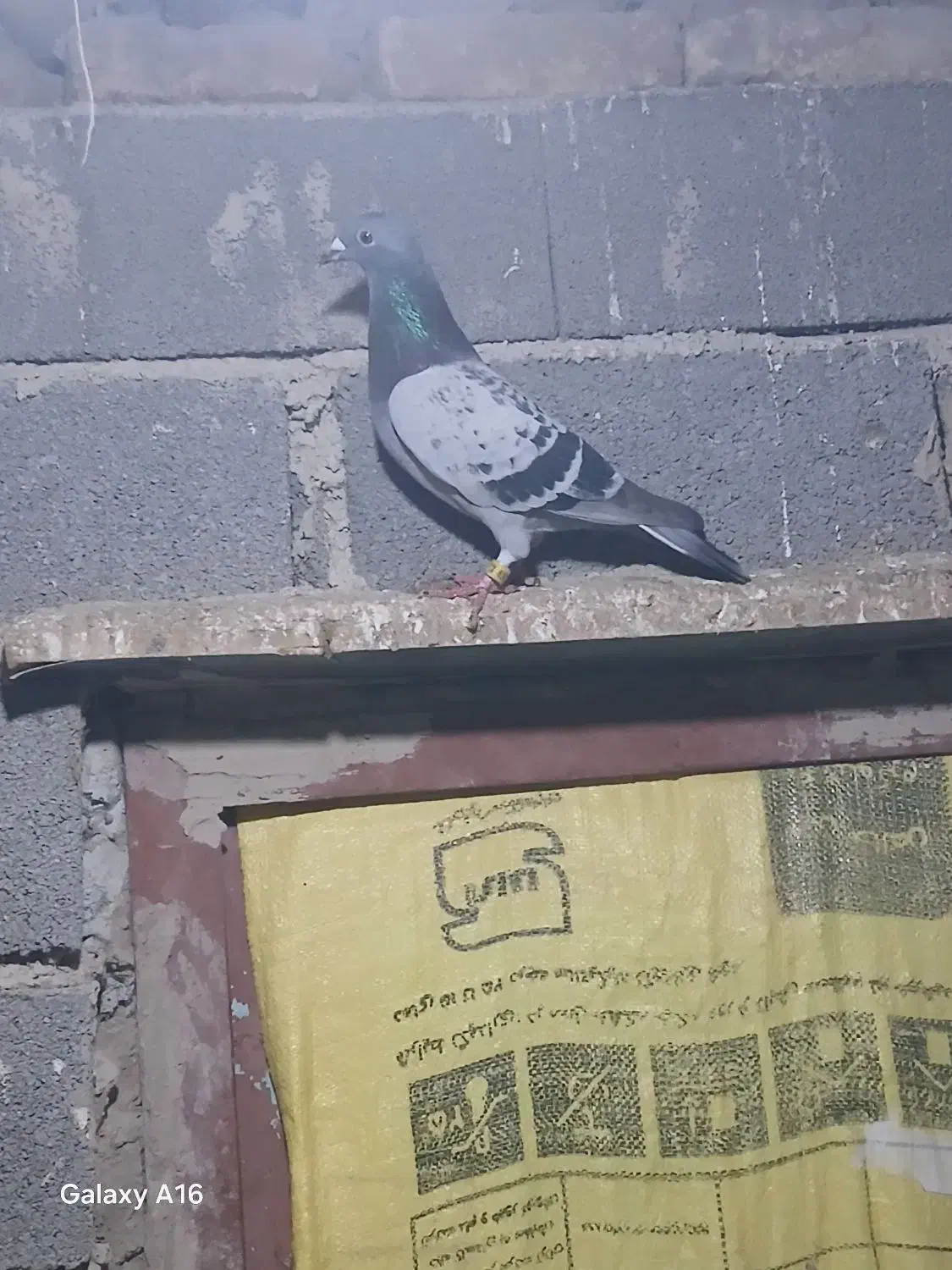 کبوتر مسافتی|پرنده|نگین شهر, |دیوار