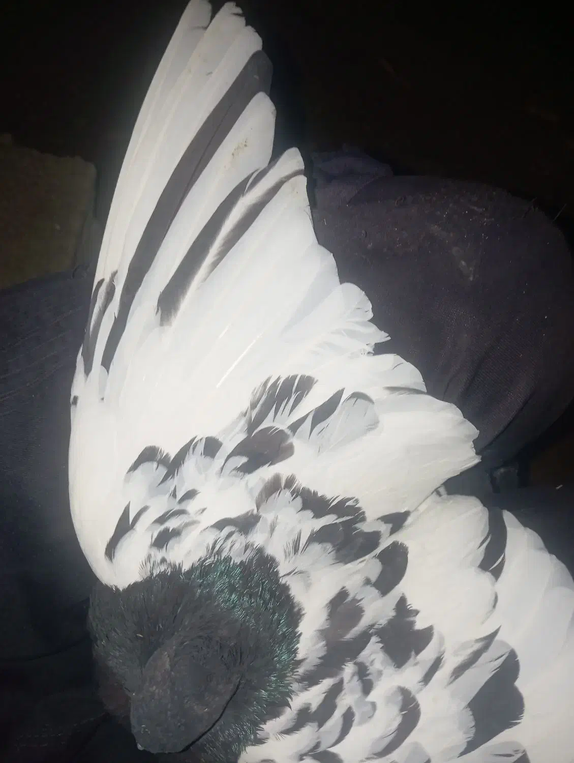 سینه سیاه نر|پرنده|شیروان (خراسان), |دیوار