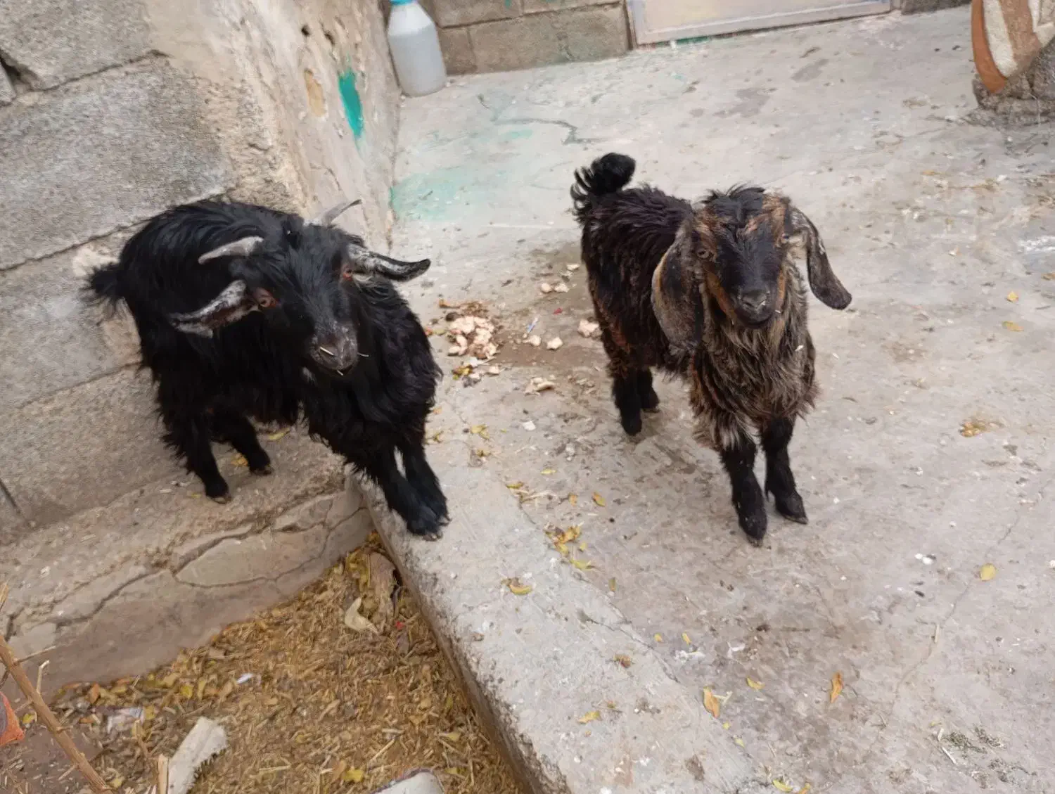 کهره فروشی در باغملک|حیوانات مزرعه|باغ ملک, |دیوار