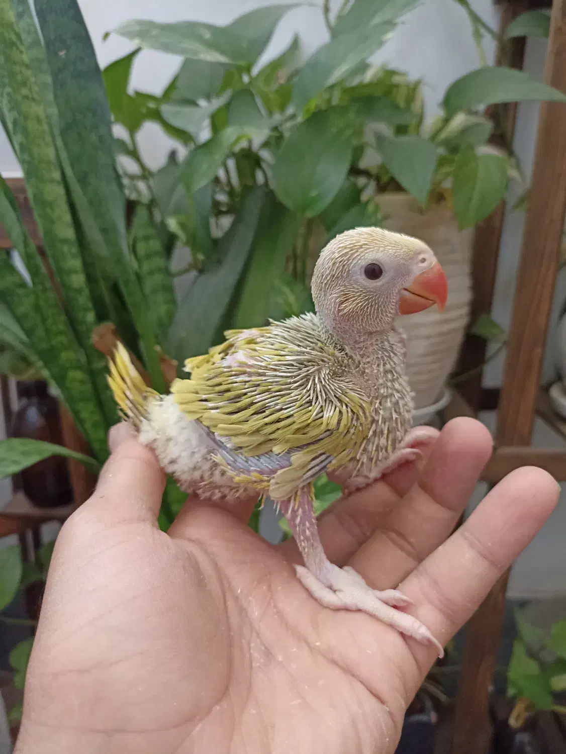 جوجه ملنگو اوپال خاص|پرنده|شیراز, مسلم|دیوار