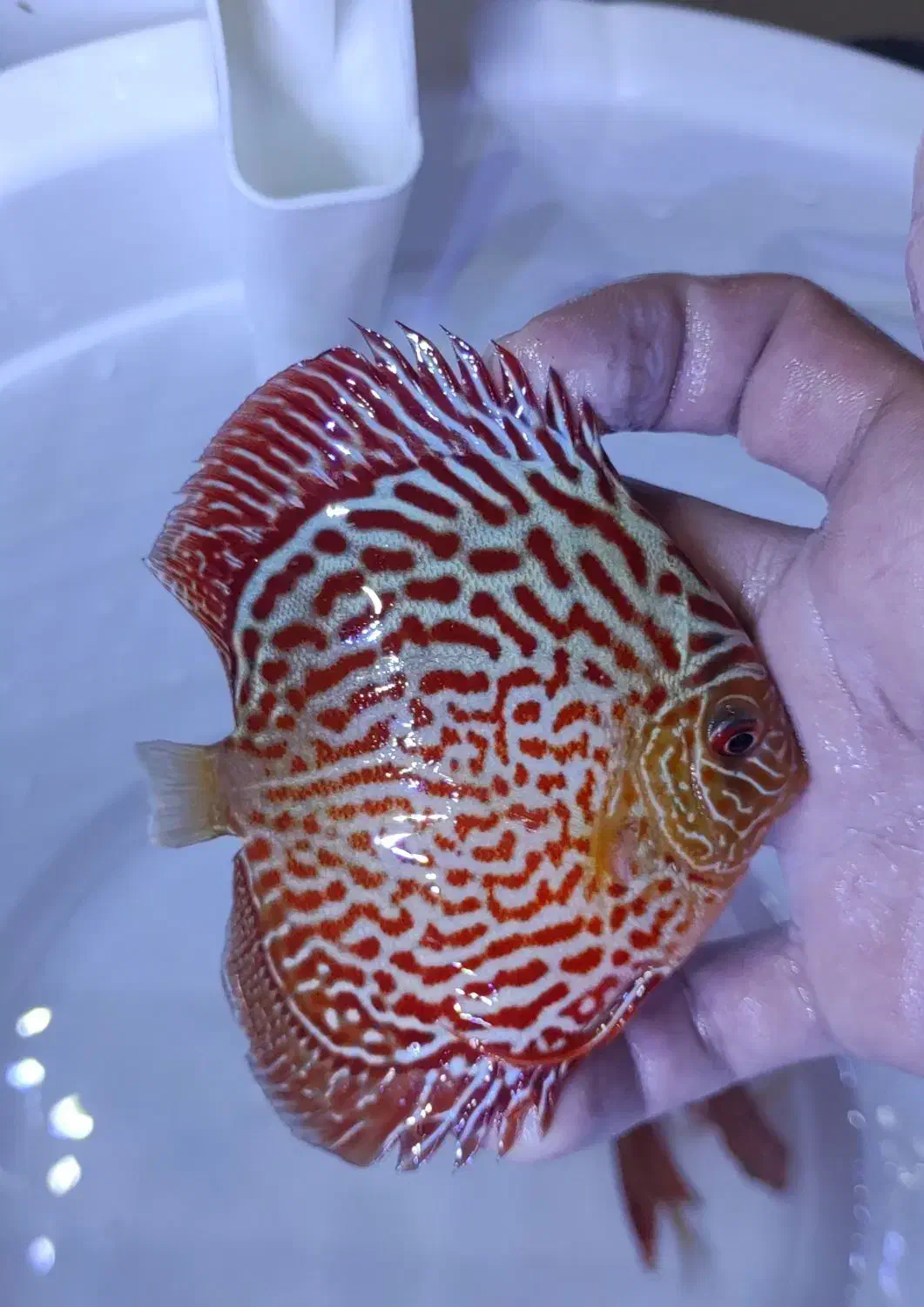 دیسکس گریدبالا|ماهی|مشهد, الهیه|دیوار